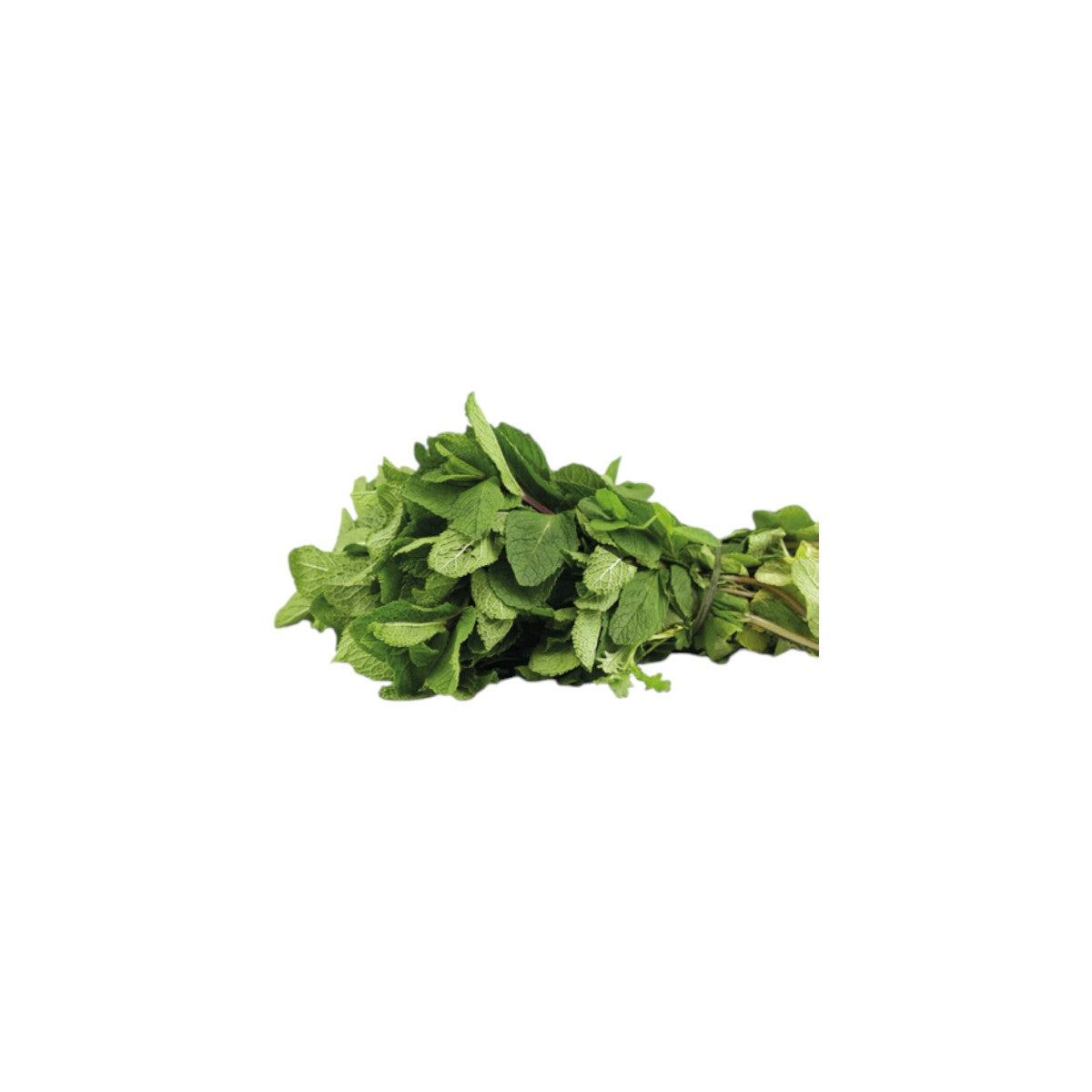 Menta Fresca